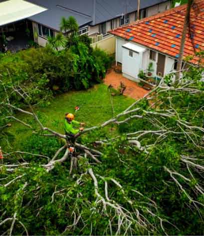 tree-crown-removal