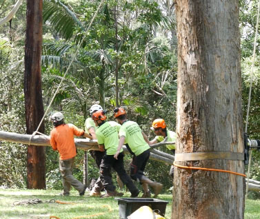 Stump Grinding Brisbane Northside