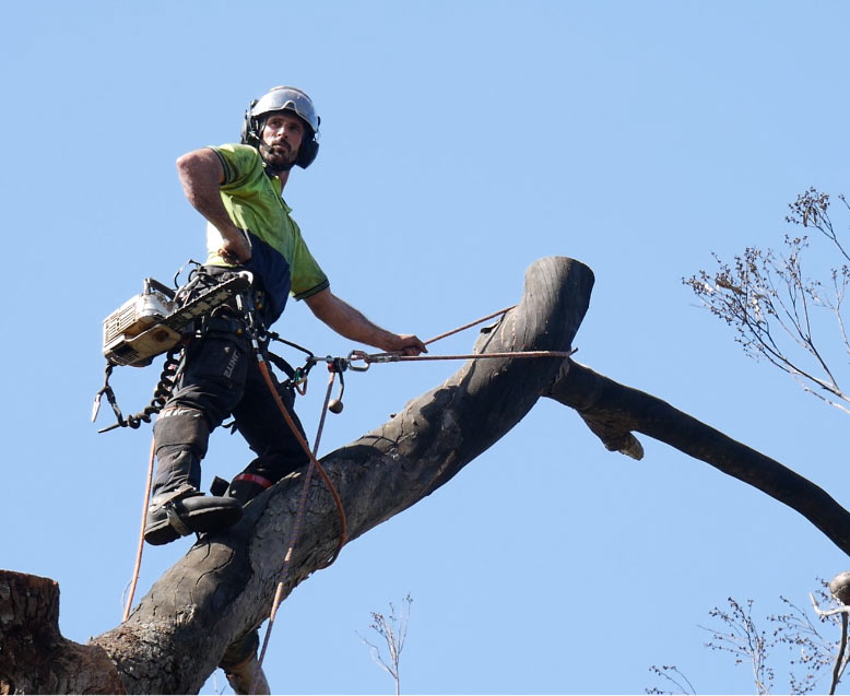 Get a job as an arborist