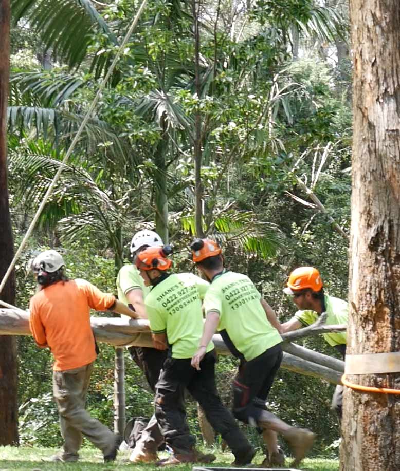 Tree-removal-workers-moving-branches
