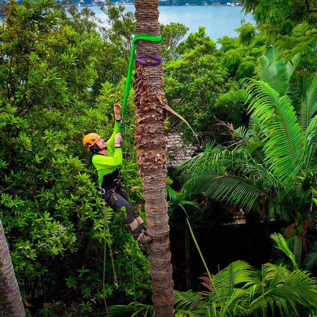 Palm Tree Removal Across Sydney NSW - Shanes Trees