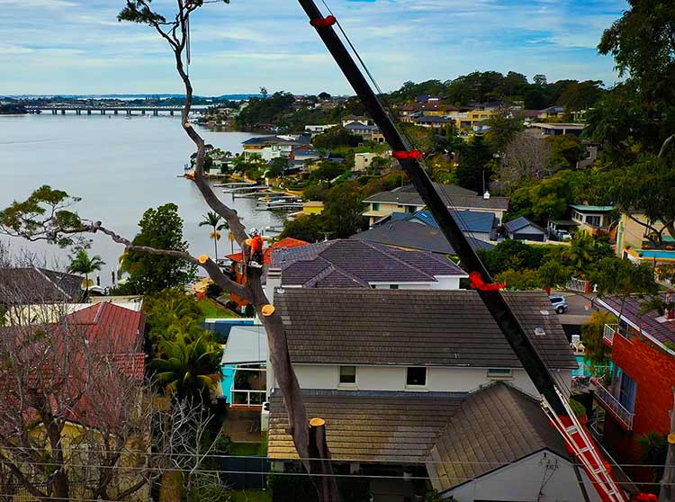 Tree Lopping in St George NSW