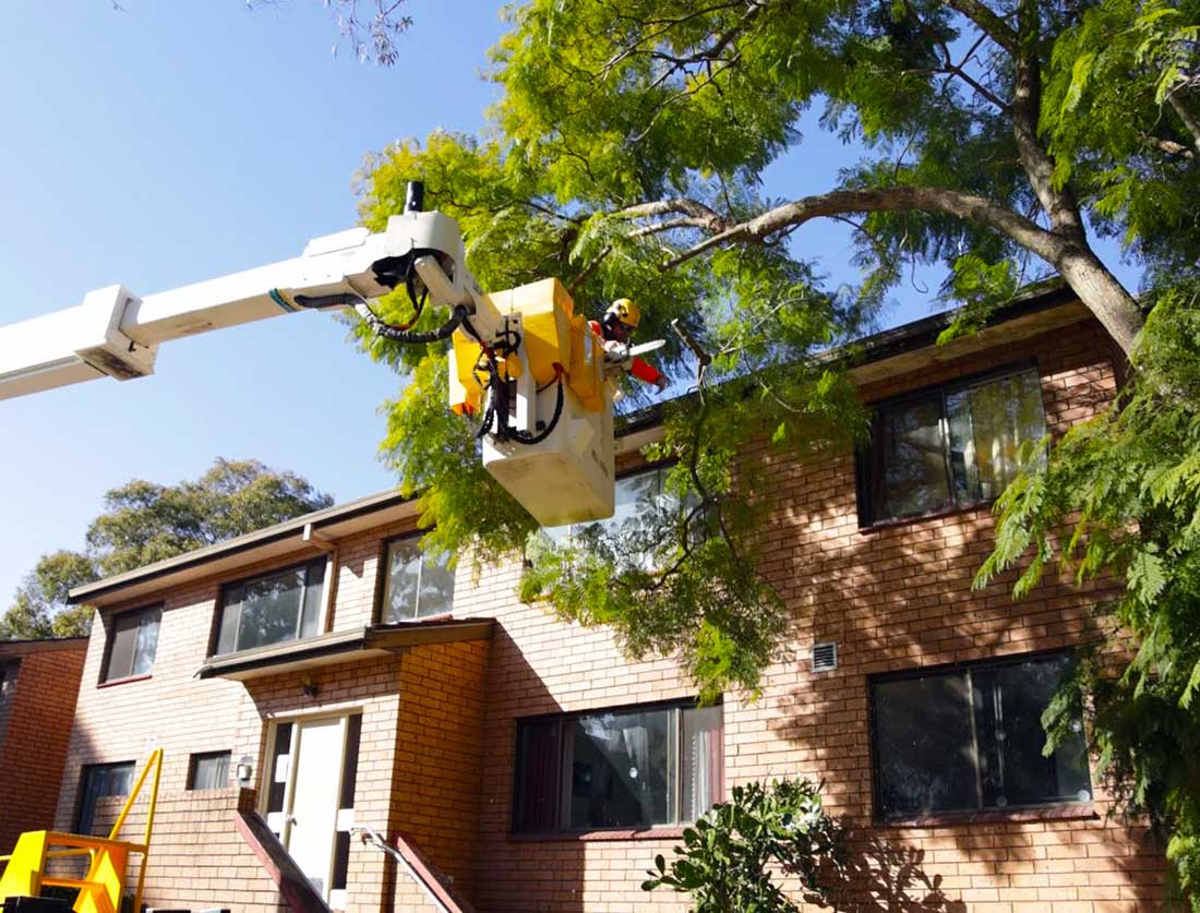 Tree Lopping using an EWP near Canterbury