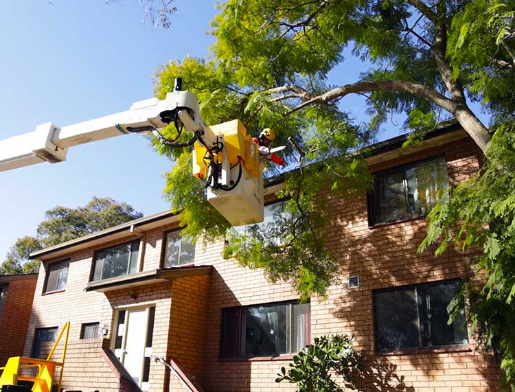 Using an EWP to remove trees around a Building near Bankstown NSW