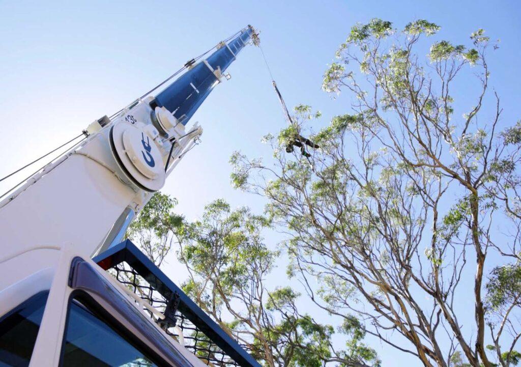 Tree Lopping and Pruning in The Hills Shire - Shanes Trees