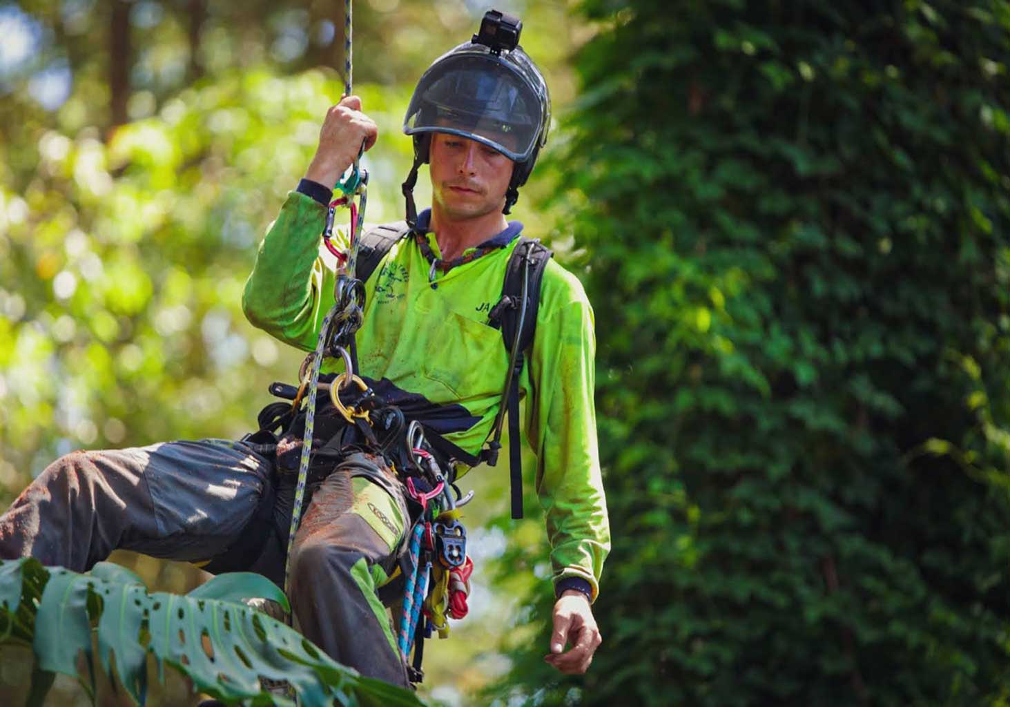 Tree Removal Service Blacktown NSW Tree Loppers Shane's Trees