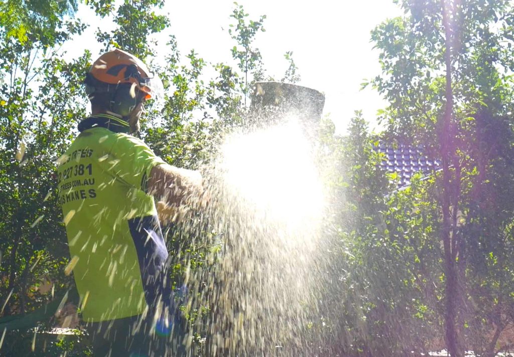 Tree Removal in Campbelltown NSW