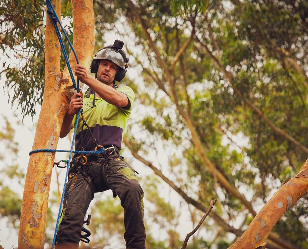 Shanes Trees Tree Removal Liverpool and Western Sydney NSW
