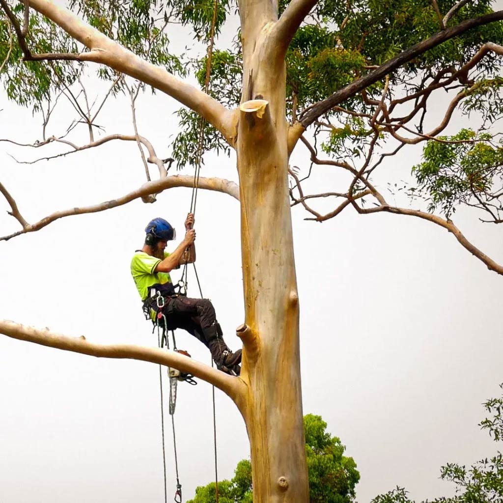 Tree-climbing-arborist Tree Climbing Arborist