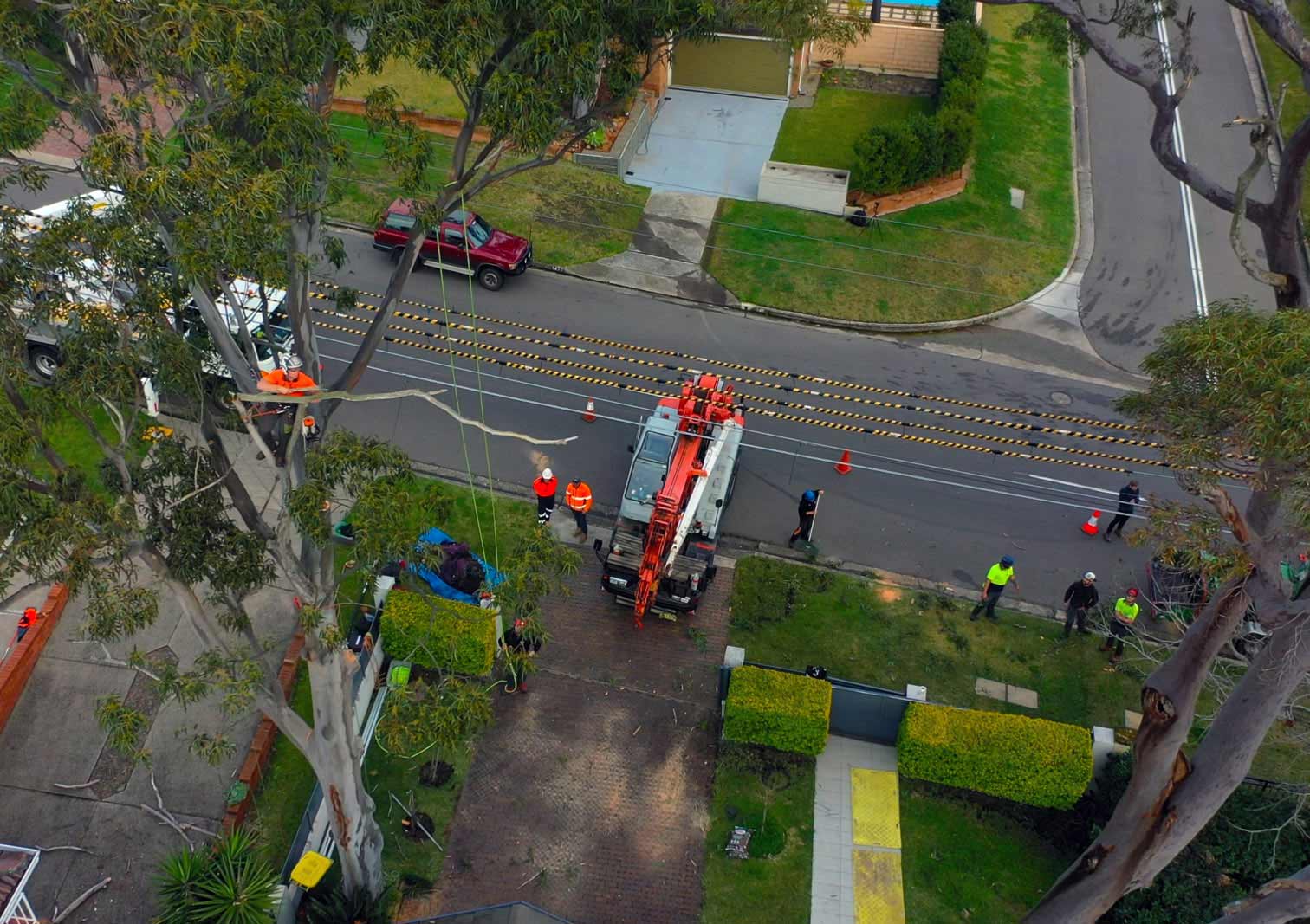 Northen Beaches Arborists Tree Removal Northern Beaches NSW