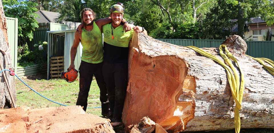 Huge Tree Removal Heathcote NSW