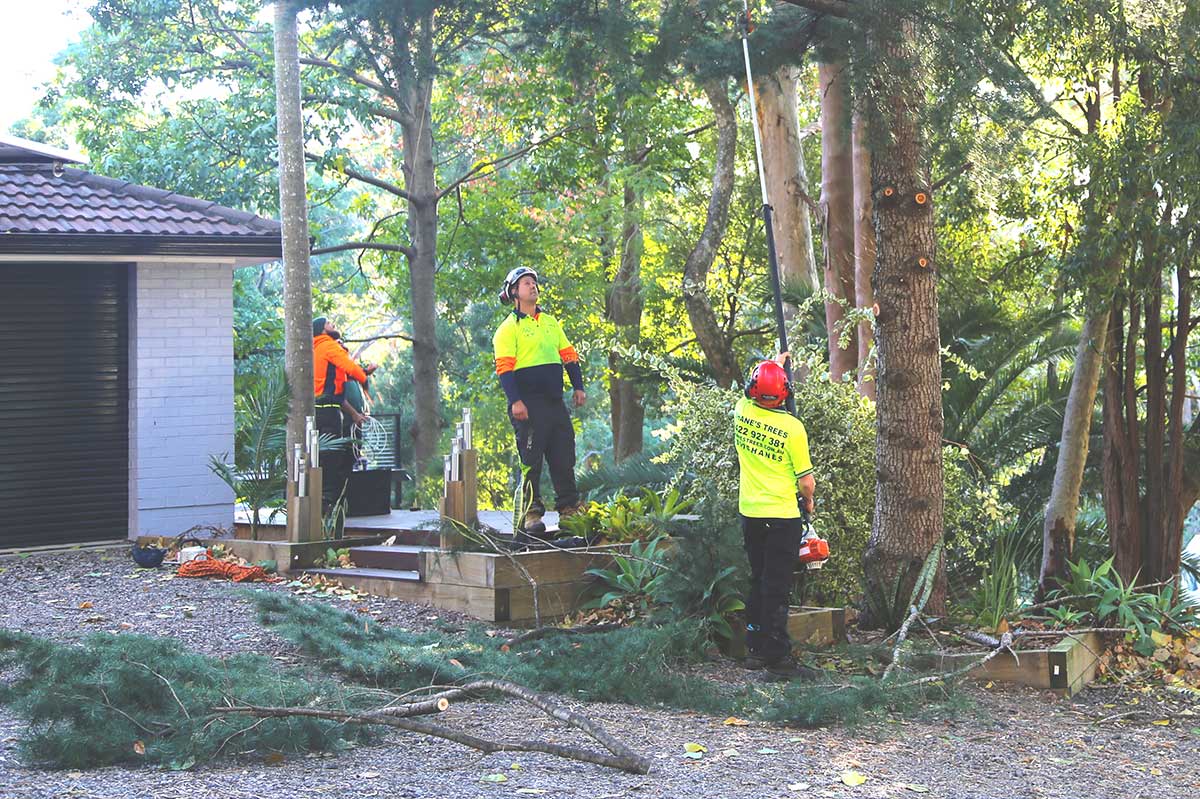 Tree Removal Winners – Simon & Desiree Thirroul NSW