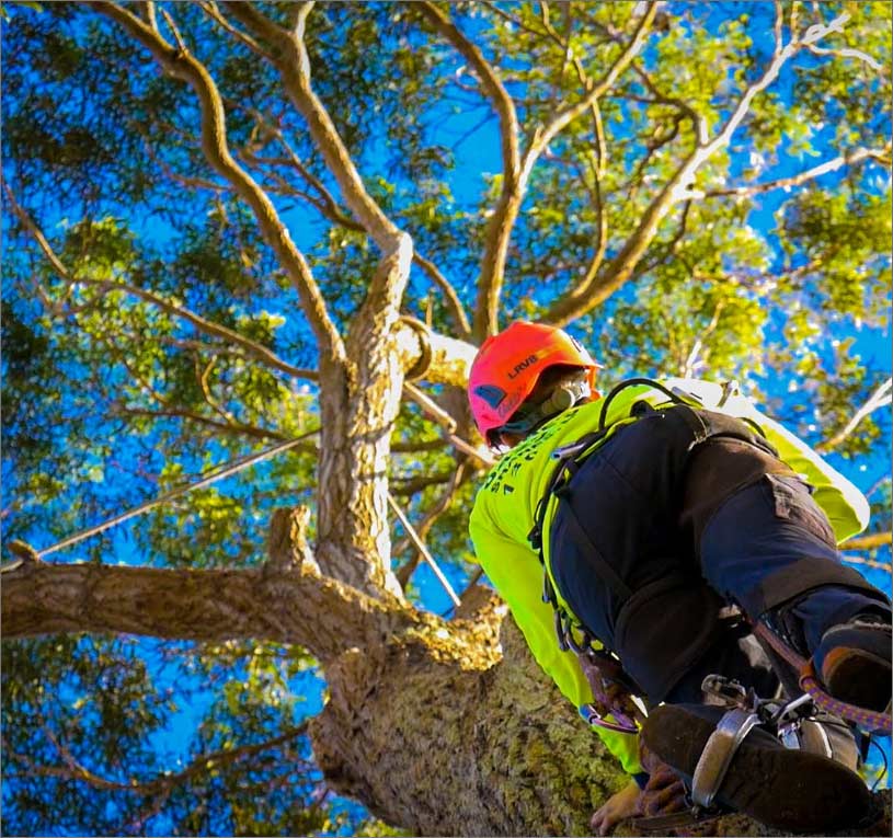 arborist-rope-climbing-a-tree