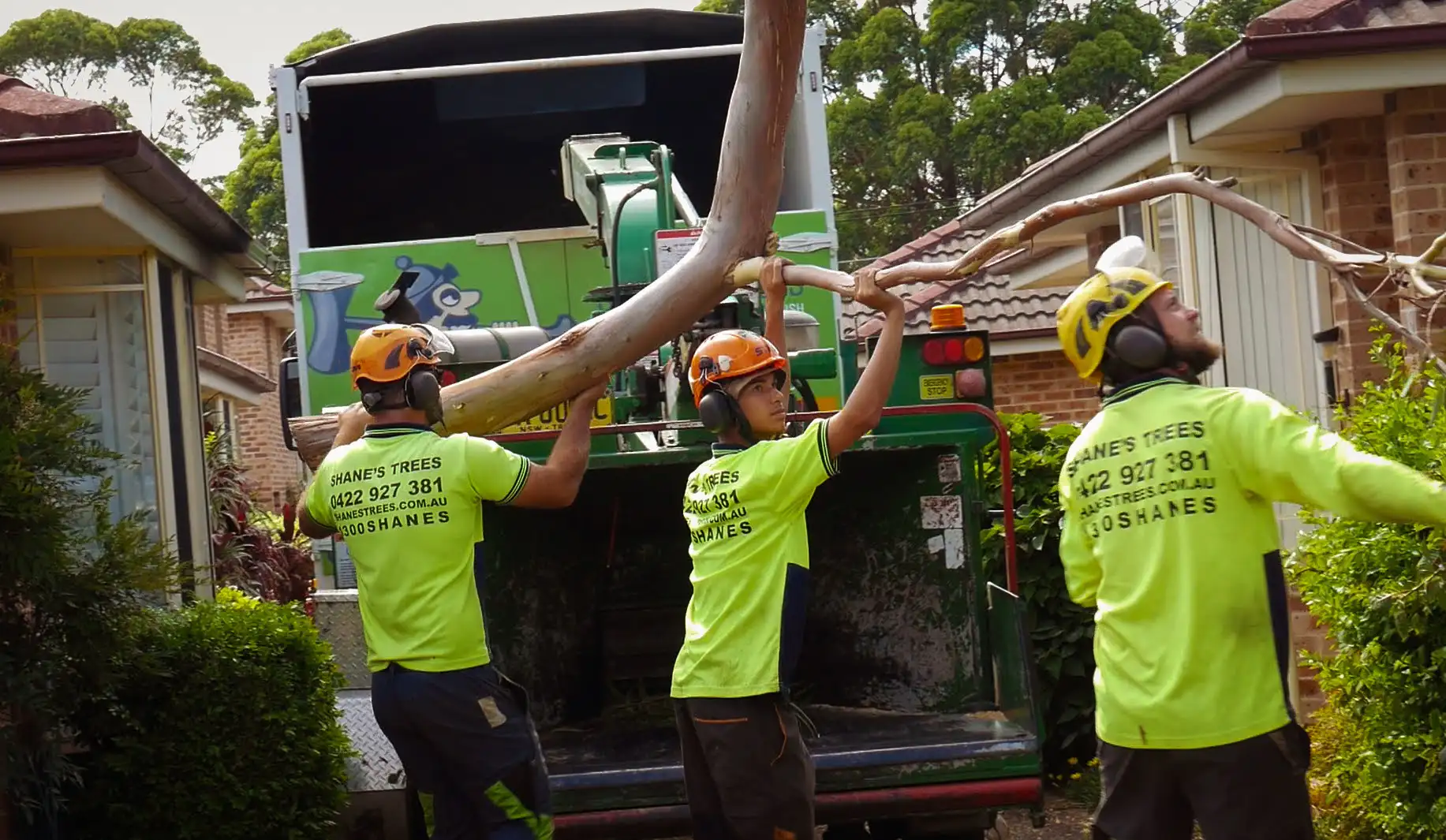 professional Brisbane tree removal