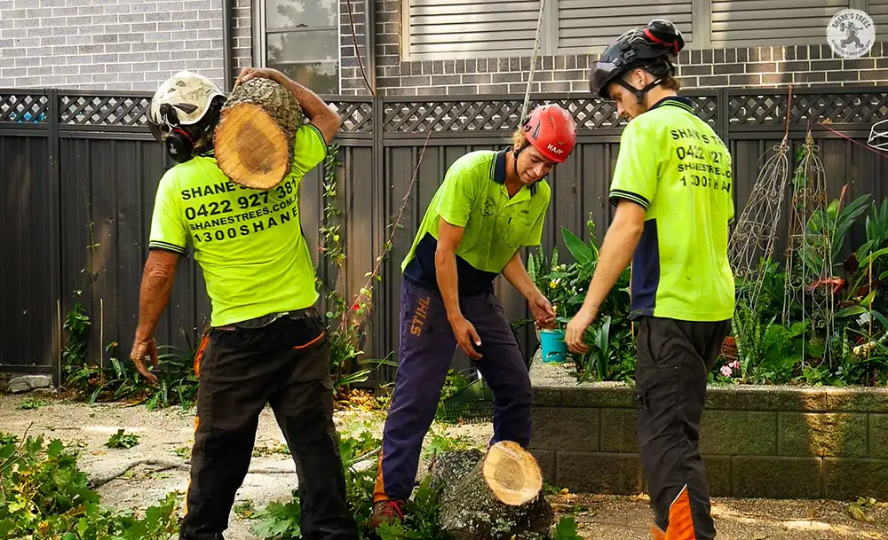 Tree removal from a residential backyard
