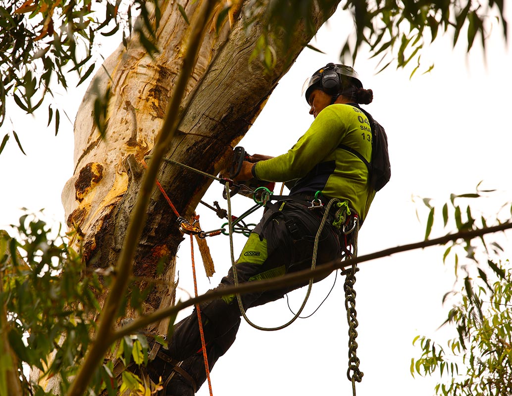 Shanes tree removal in Moreton Bay Council