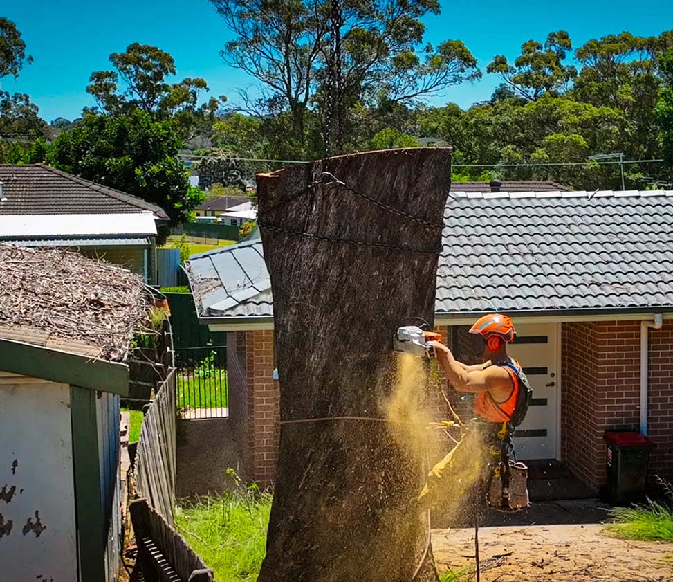 Shanes tree removal in Moreton Bay Council