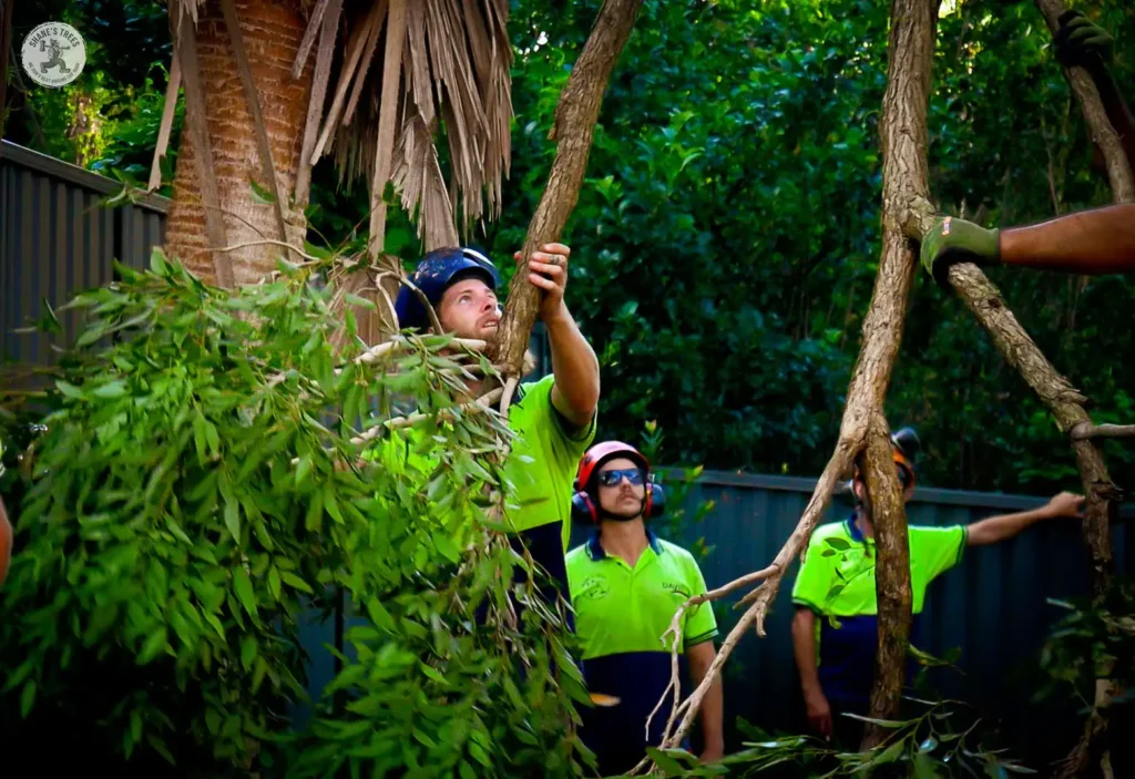 Shanes tree removal in Moreton Bay Council
