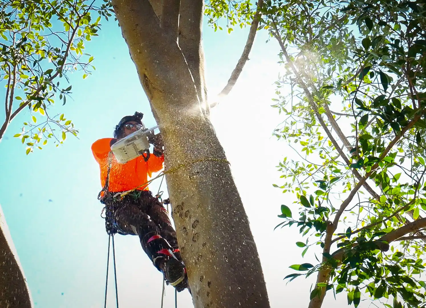 tree removal tree climber