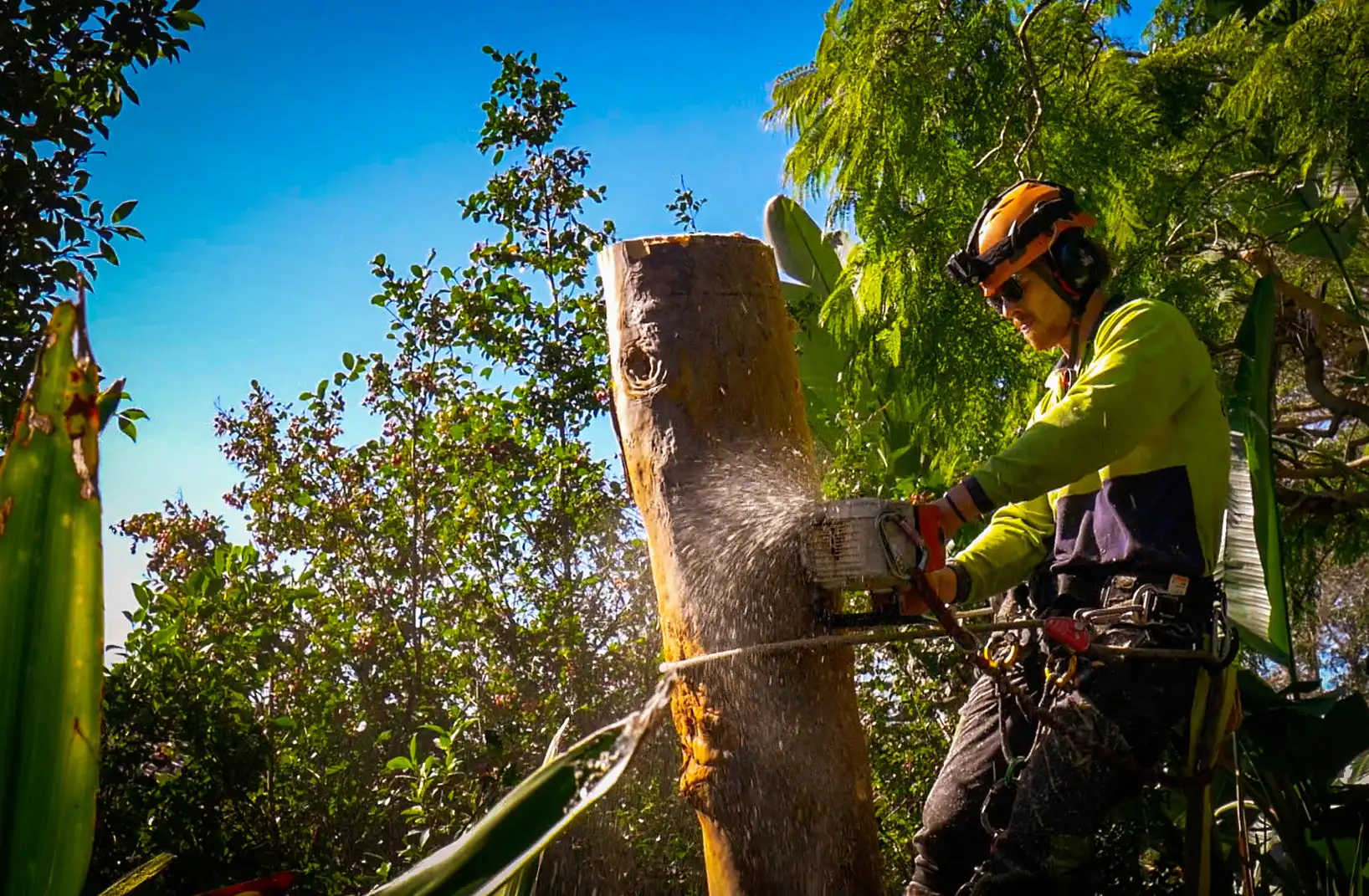 Shanes tree removal in Moreton Bay Council