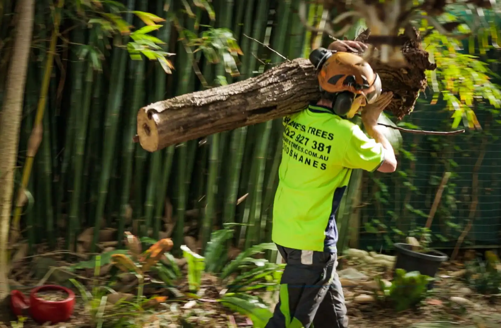 tree removal in Byron Bay NSW - Shane's Trees