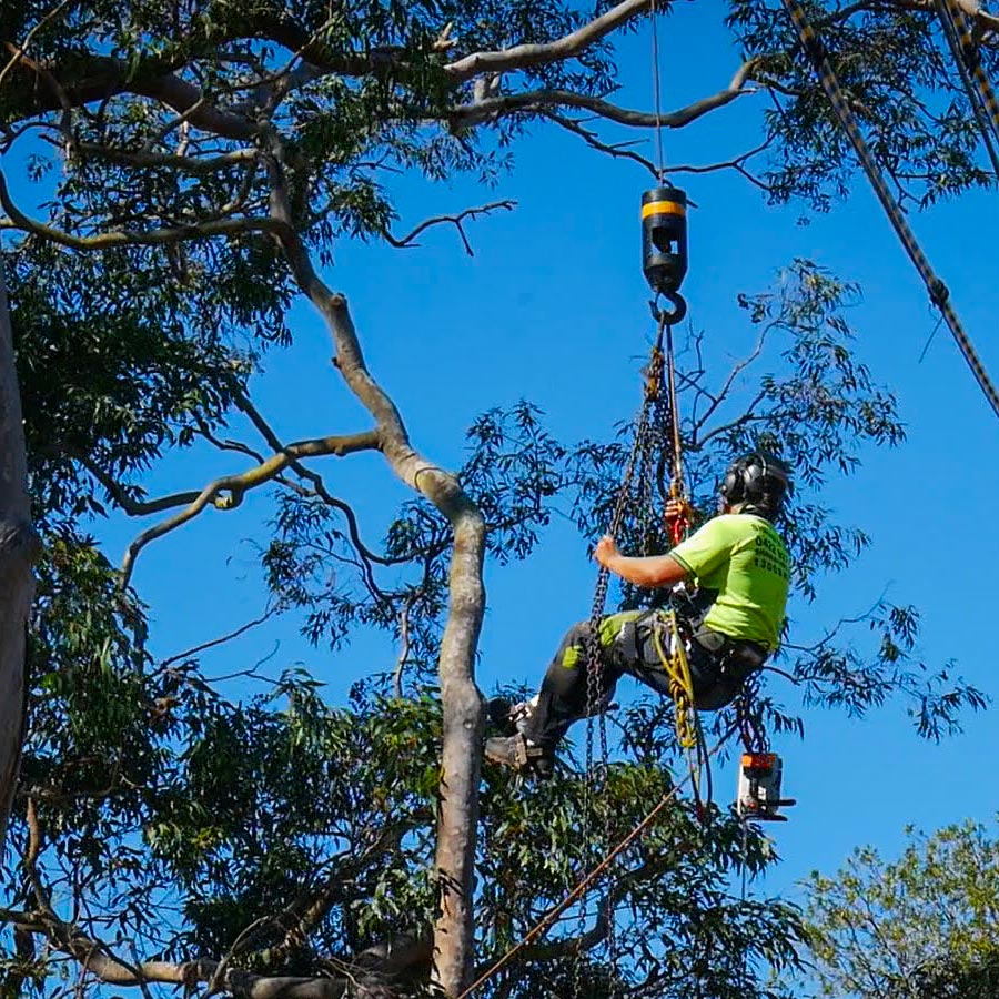 Tree removal on the Gold Coast QLD - Shanes Trees