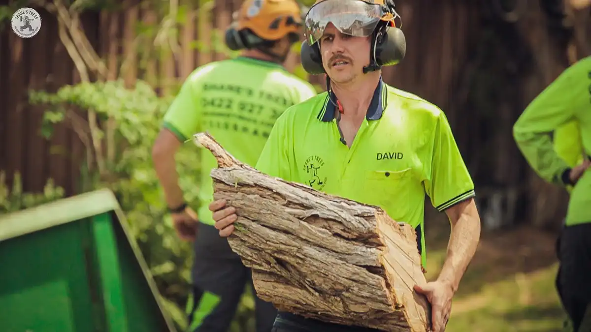 Professional removing trees in Newcastle NSW