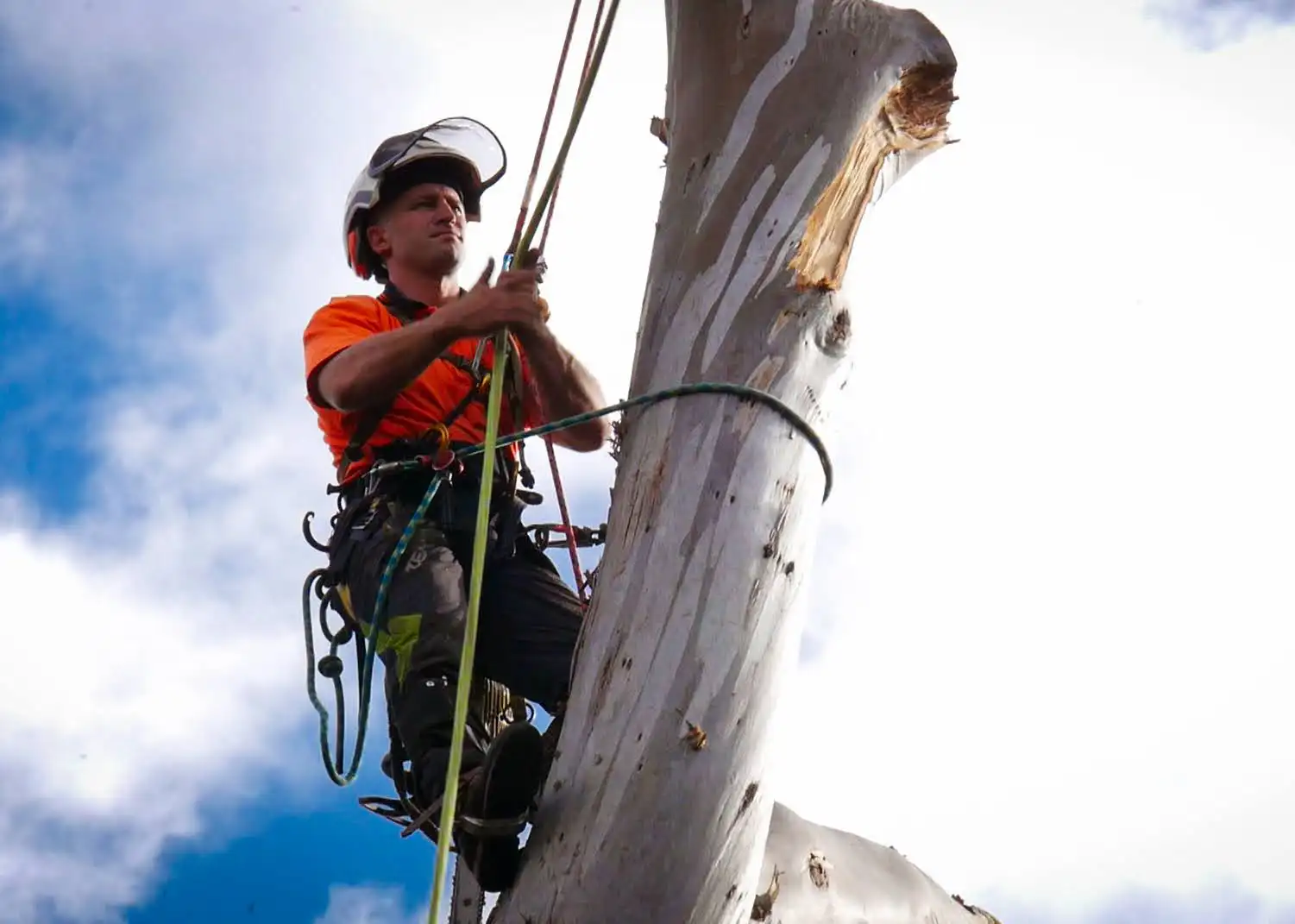 Byron Bay tree climbing Arborist tree removal tree climber