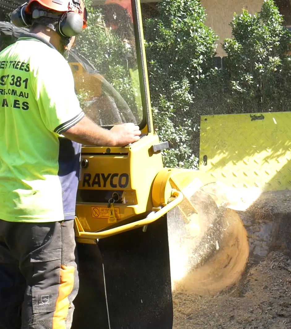 tree stump removal near Hemmant in Brisbane QLD