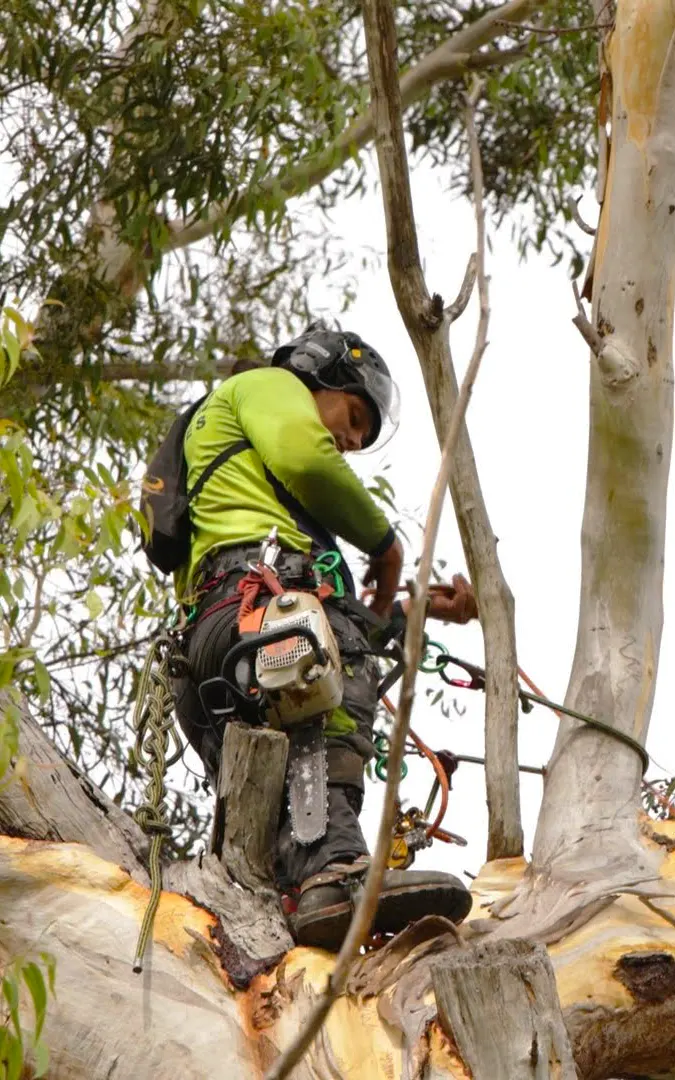 Arborist tree pruning near brisbane QLD Shane's Trees climbing arborist carrying out tree pruning in Brisbane QLD