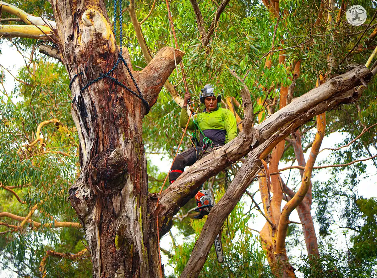 Brisbane based emergecny tree service Brisbane based emergency tree service Shane's Trees