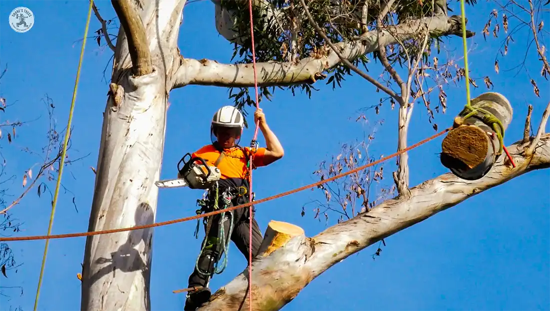 Brisbane based tree loppers Shane's Trees arborist using ropes and pulley for tree lopping