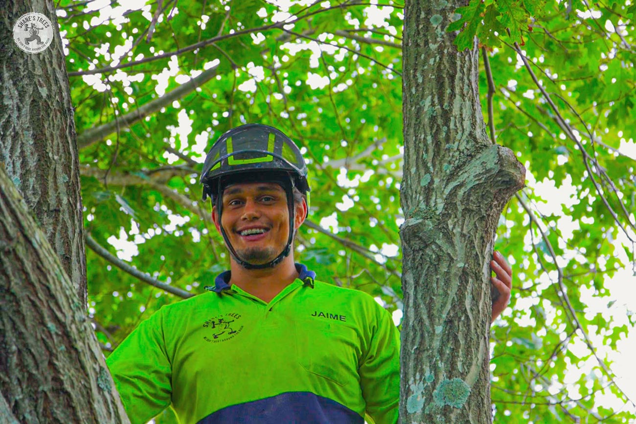 Climbing Arborist working near Eagle farm in Brisbane QLD