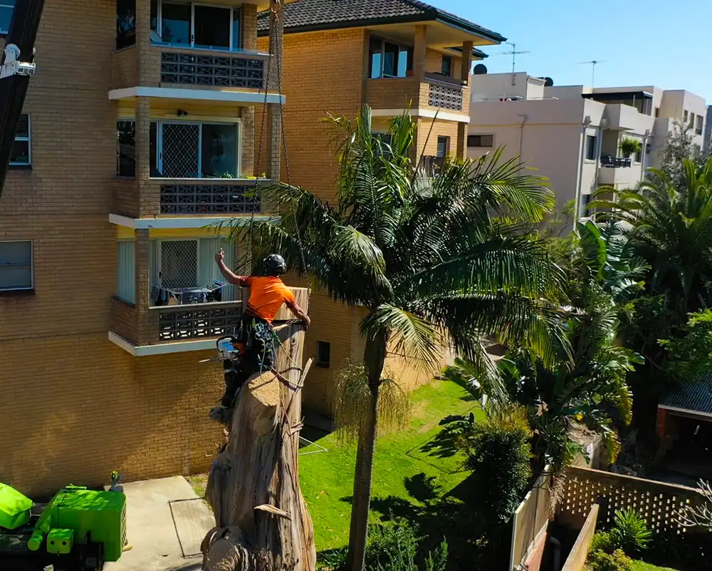Palm tree service Brisbane QLD Palm tree removal in Brisbane QLD