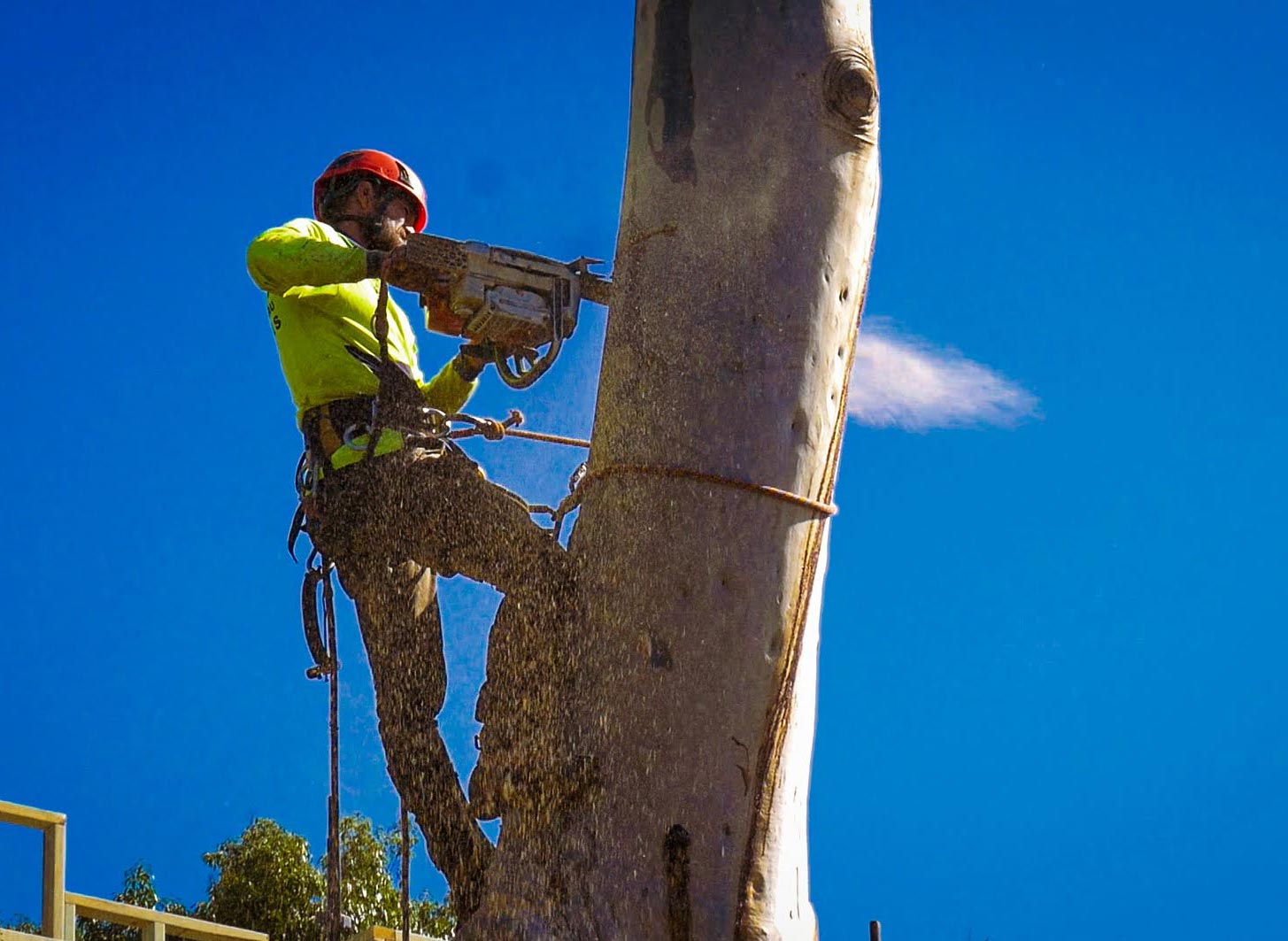 Shanes tree removal in Ipswich City Council