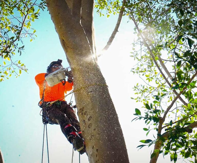 Tree Lopping Brisbane by Shane's Trees professional Arborists