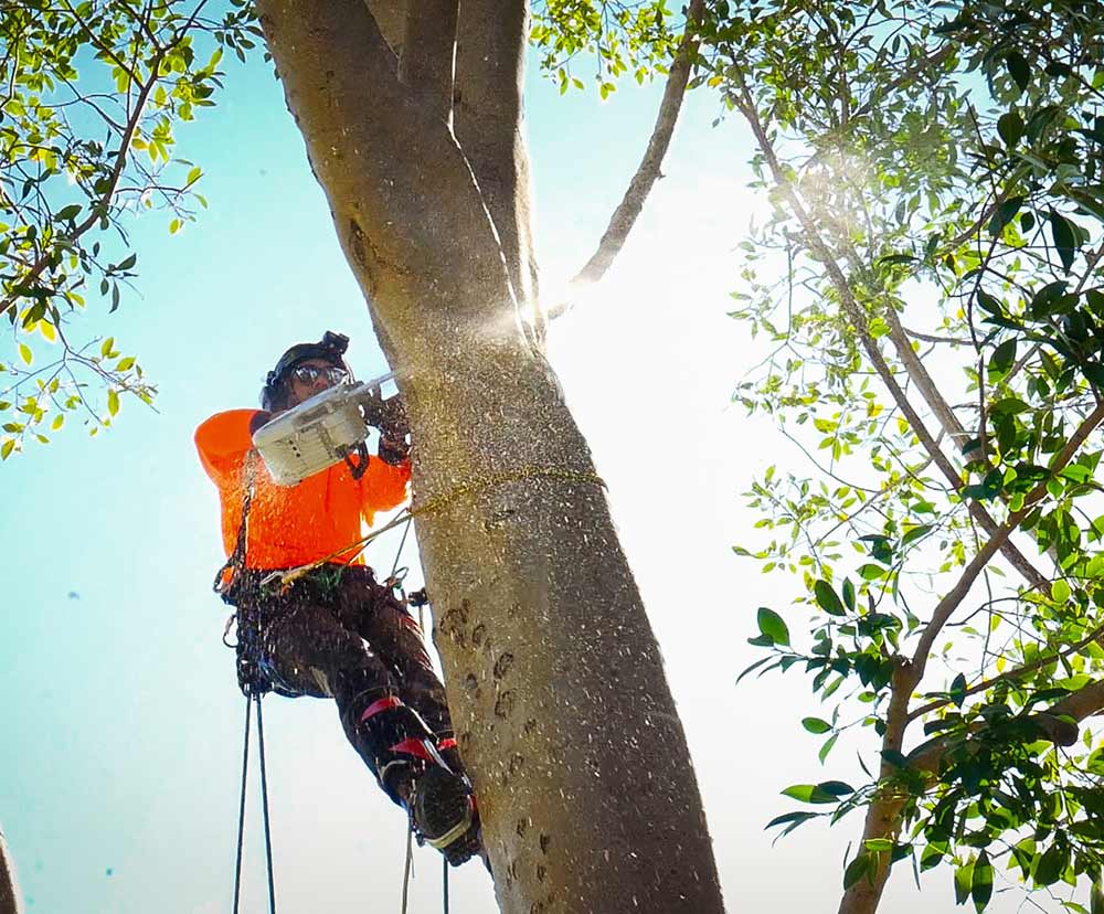 Tree-lopping-in-Brisbane-City-QLD Tree Lopping in Brisbane by Shane's Trees