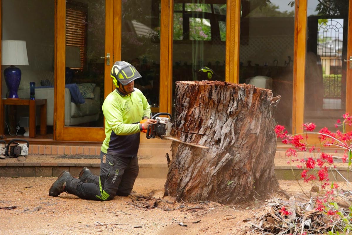 Tree-removal-in-Murarrie-Brisbane-QLD removing a tree with a chainsaw near Murarrie, Brisbane QLD