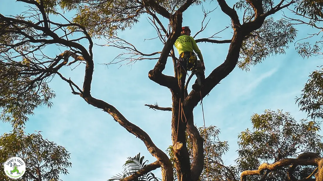 Shane's Trees Climbing arborist removing a tree near Carindale QLD