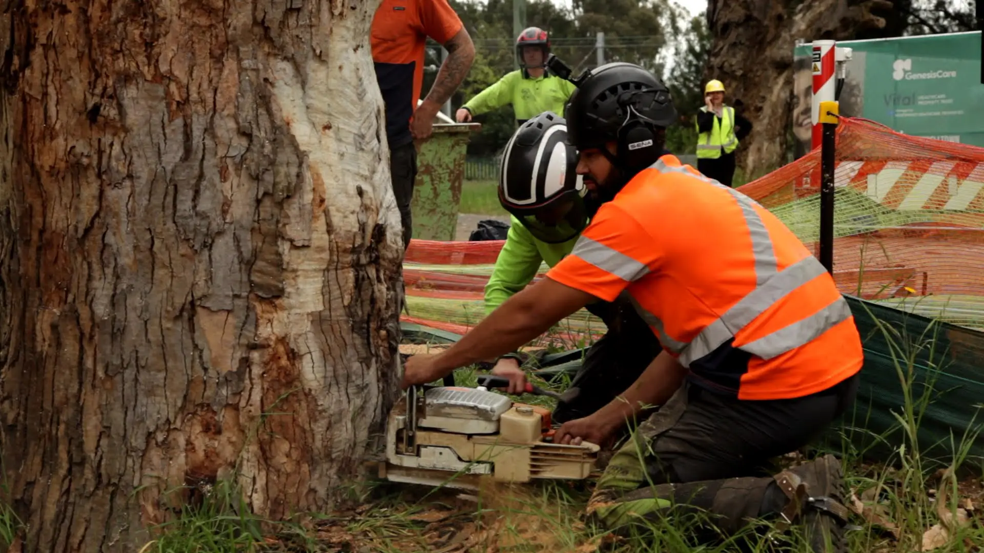 Large gum tree removal near Merewether in Newcastle NSW