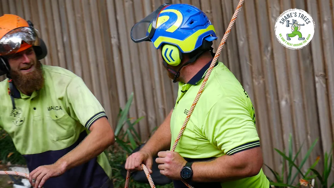 Shane's Trees are reliable providers of tree pruning and other tree services near Mt Gravatt QLD