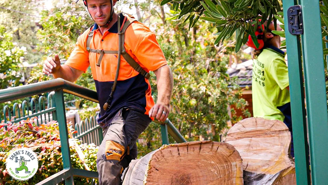 Getting a tree trunk removed from a backyard near Hamilton QLD - Shane's Trees
