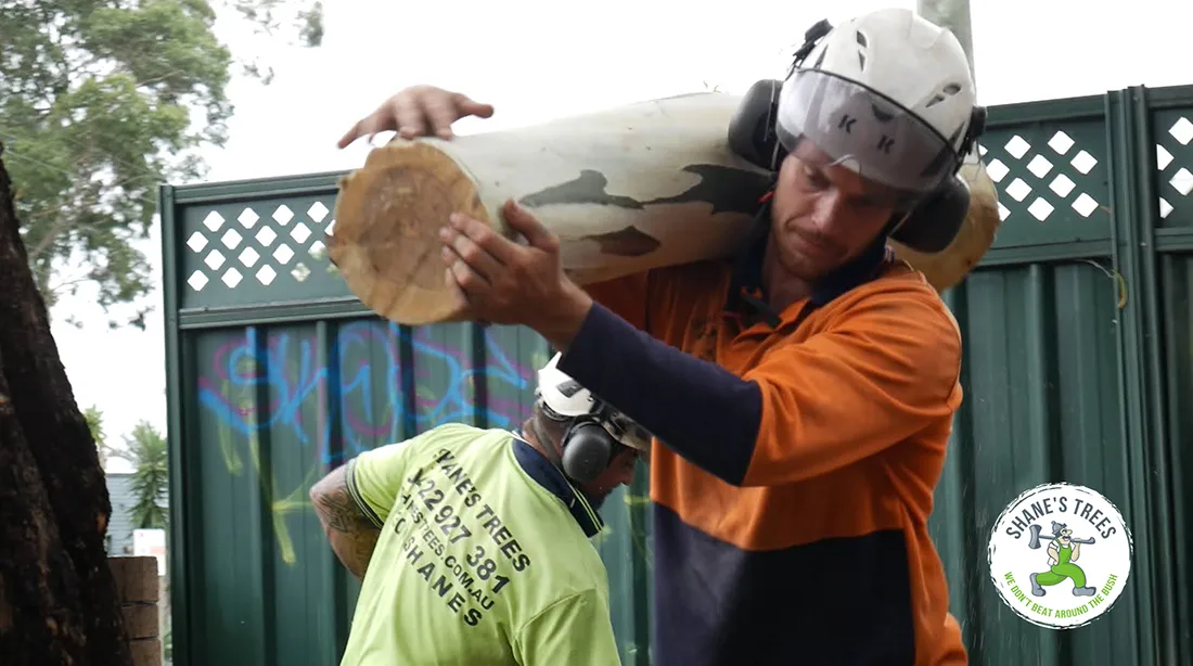 tree removal near Indooropilly Queensland
