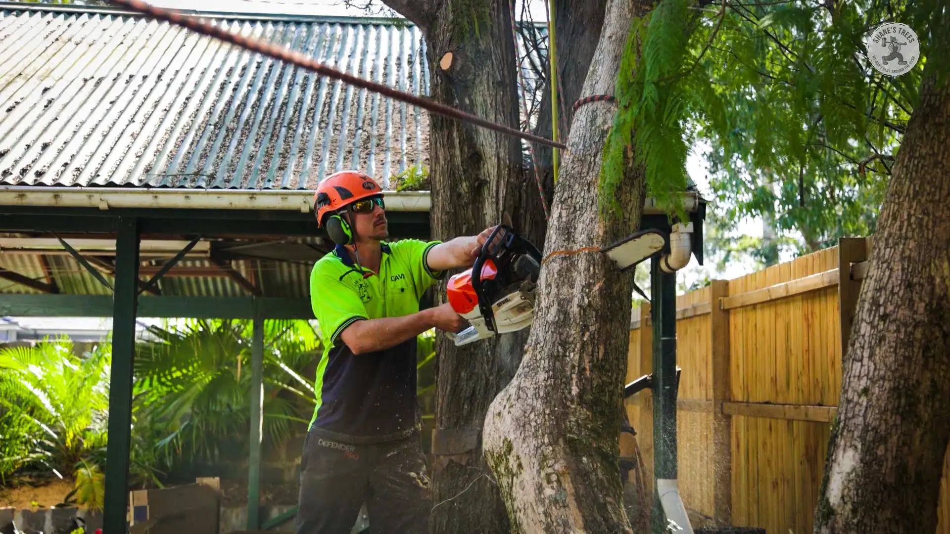 Shane's Trees professional tree services and tree lopping in Dapto NSW
