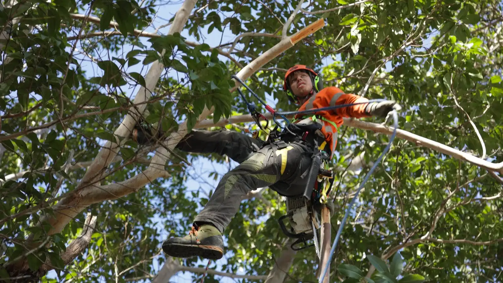 climbing arborists in Mollymook NSW