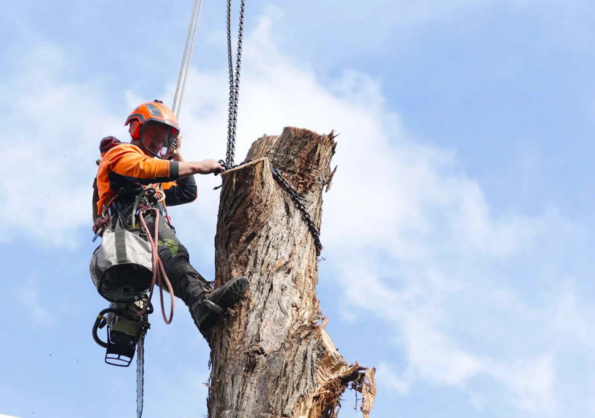 tree removal tree climber