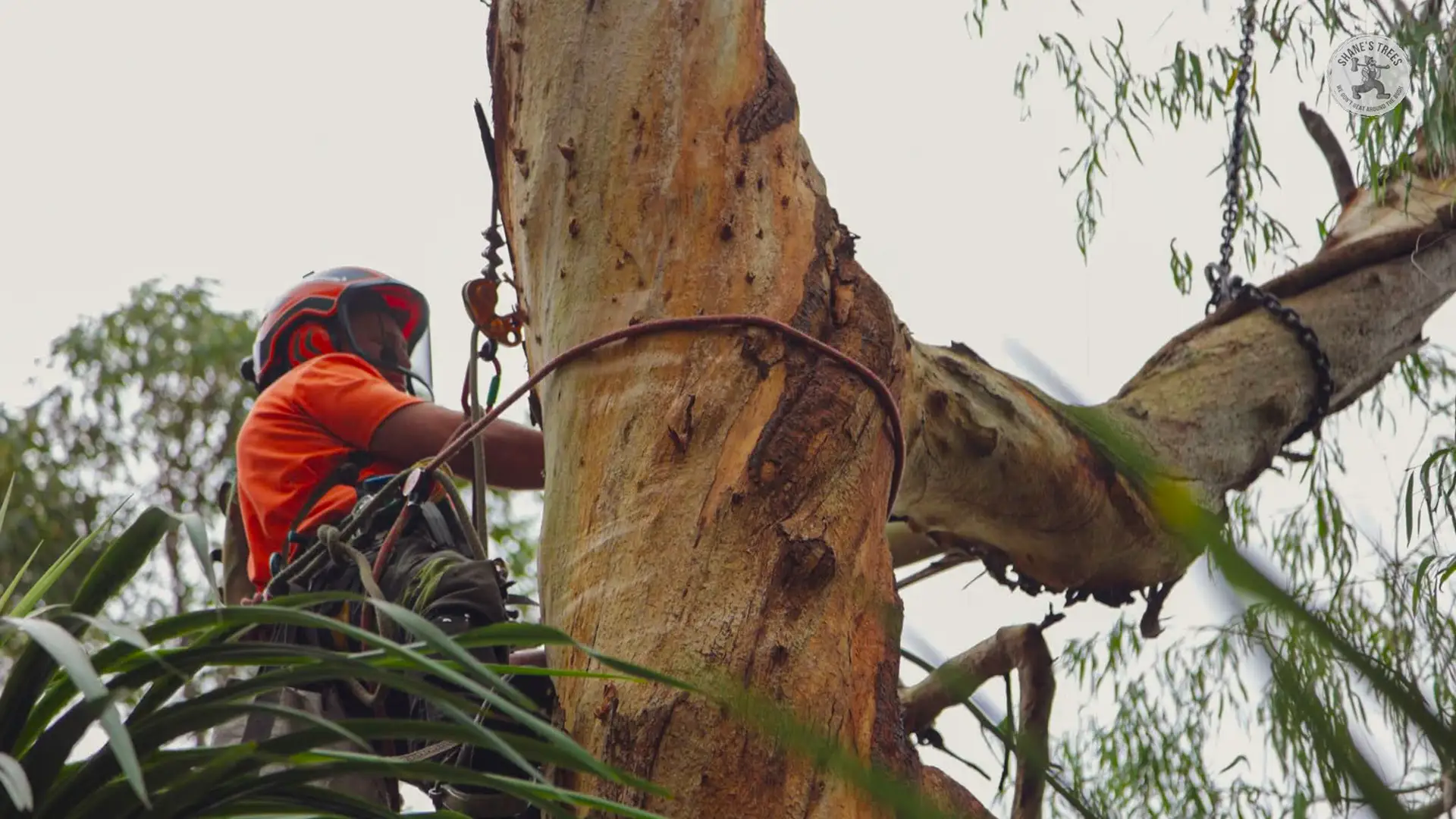 Tree & Stump Removal New South Wales - Shane's Trees